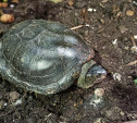 Туляки «спасают» краснокнижных черепах. А они в помощи не нуждаются!