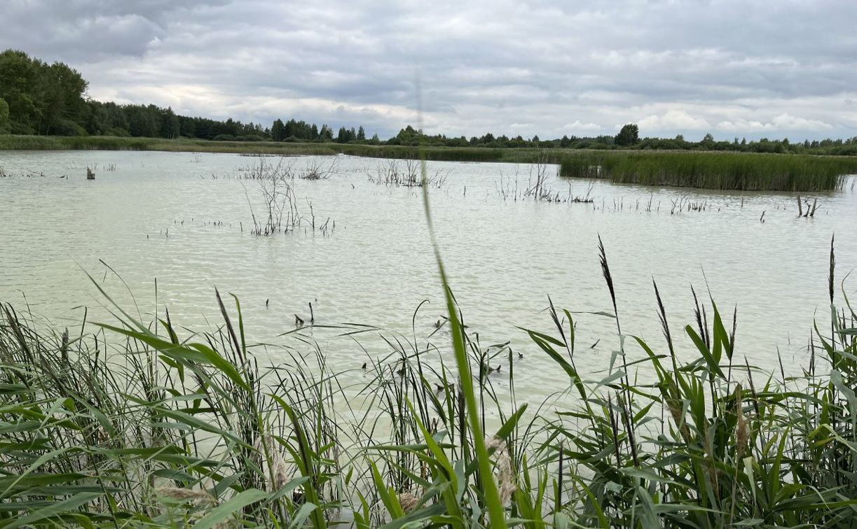 Прокуратура и Минприроды начали проверку по факту загрязнения пруда в Узловском районе