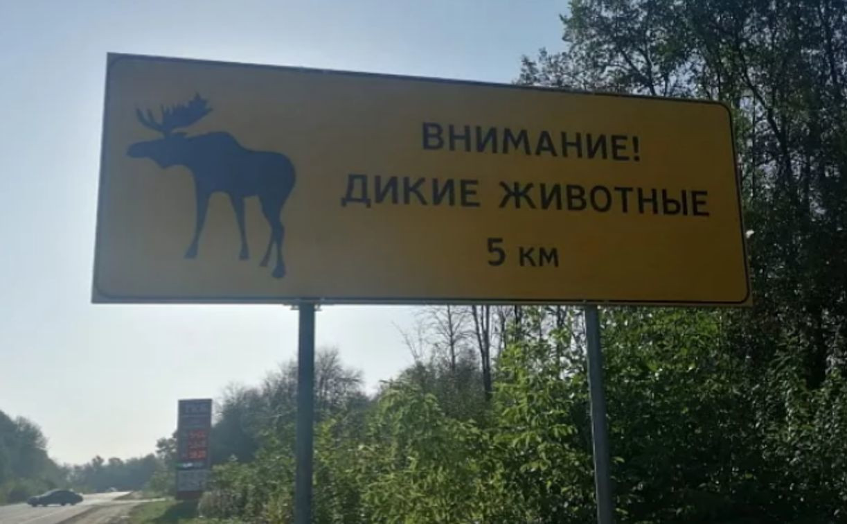 Названы участки дорог в Тульской области, где могут выскочить дикие животные