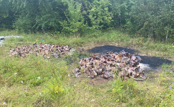 В селе под Дубной неизвестные устроили «крематорий» для свиней