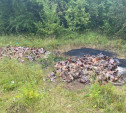 В селе под Дубной неизвестные устроили «крематорий» для свиней