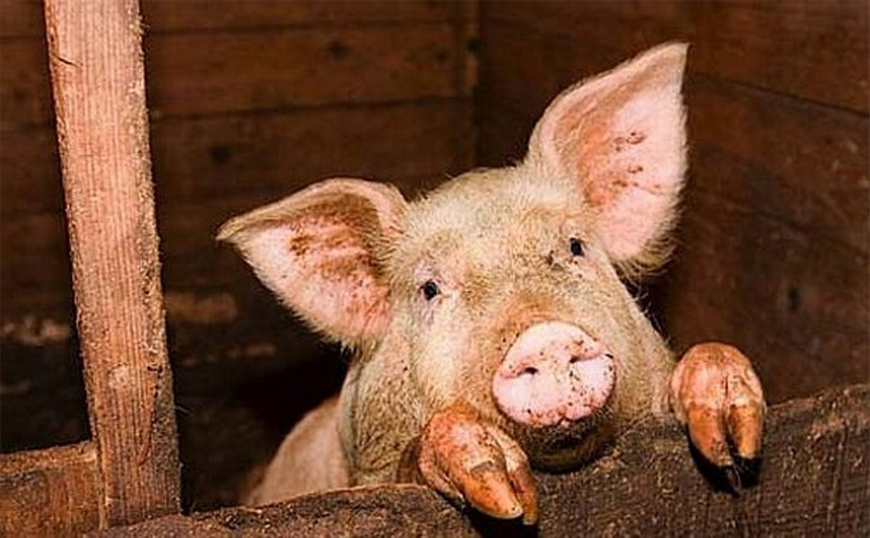 Калужане винят Тульскую область во вспышке африканской чумы свиней