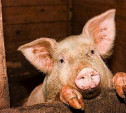 Калужане винят Тульскую область во вспышке африканской чумы свиней