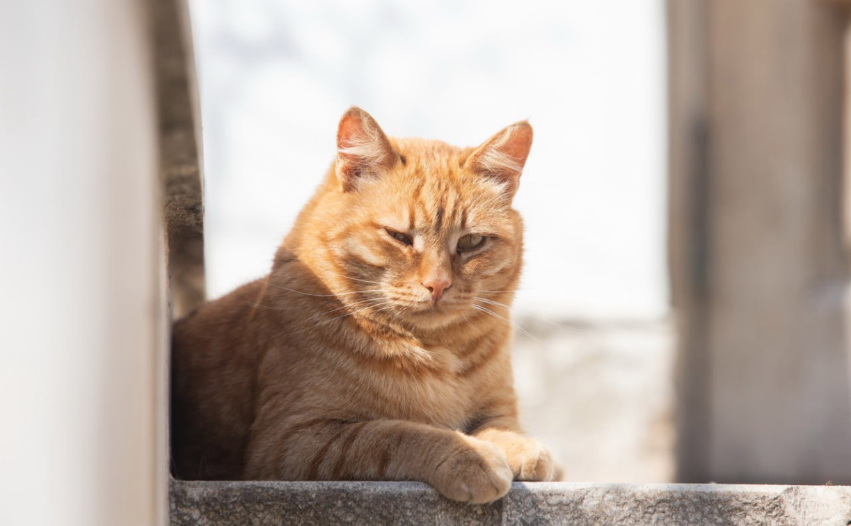 Погода в Туле 17 марта: небольшое похолодание и без осадков