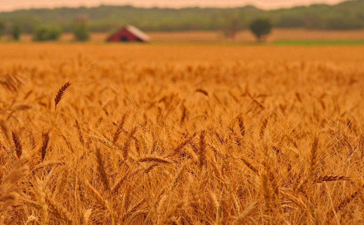 В Тульской области собирают по 37 центнеров зерна с гектара