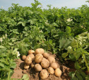 Тульские аграрии смогут увеличить урожай картофеля и сахарной свеклы