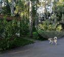 В Центральном парке Тулы собака из бродячей стаи напала на ребенка