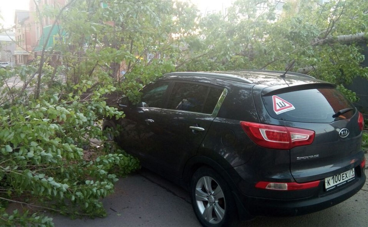 На улице Клары Цеткин в Туле дерево упало на проезжающий автомобиль