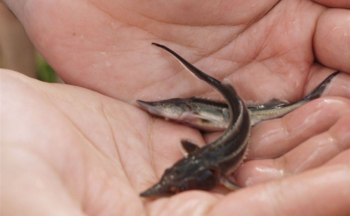 В Тульской области более 1,2 тысячи мальков стерляди выпустили в Оку 