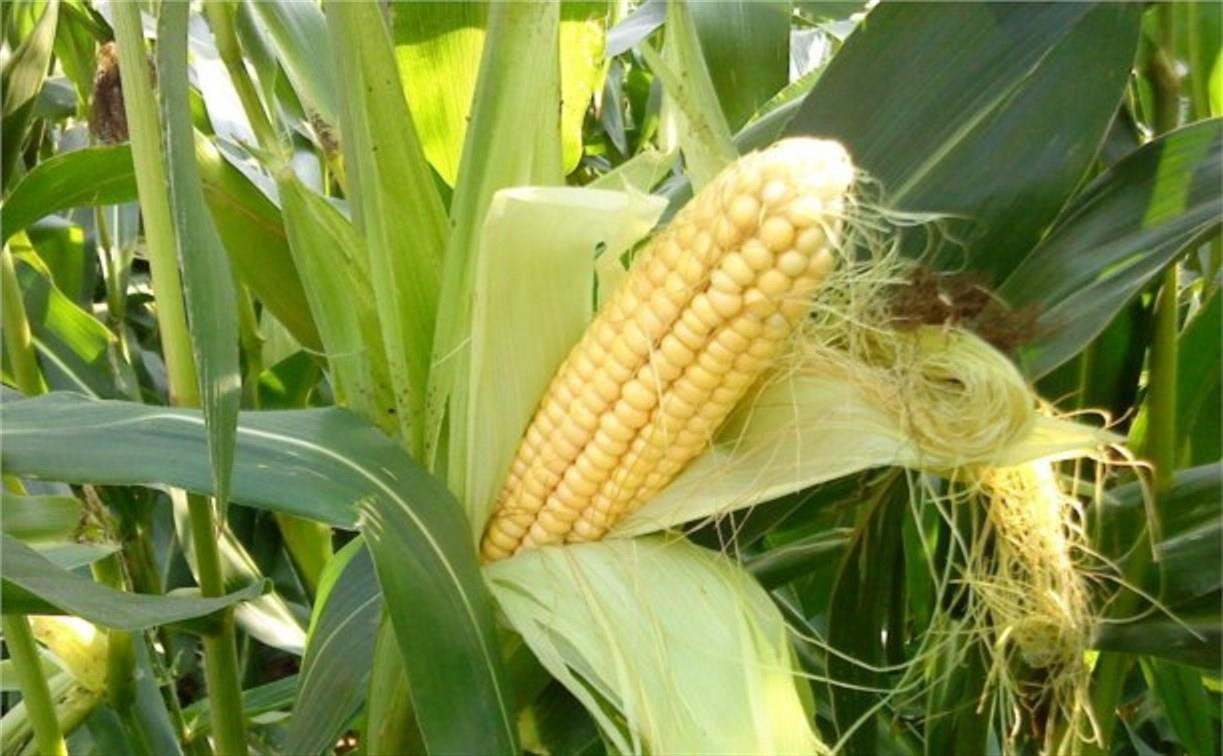 Туляков предупредили о продаже опасной вареной кукурузы