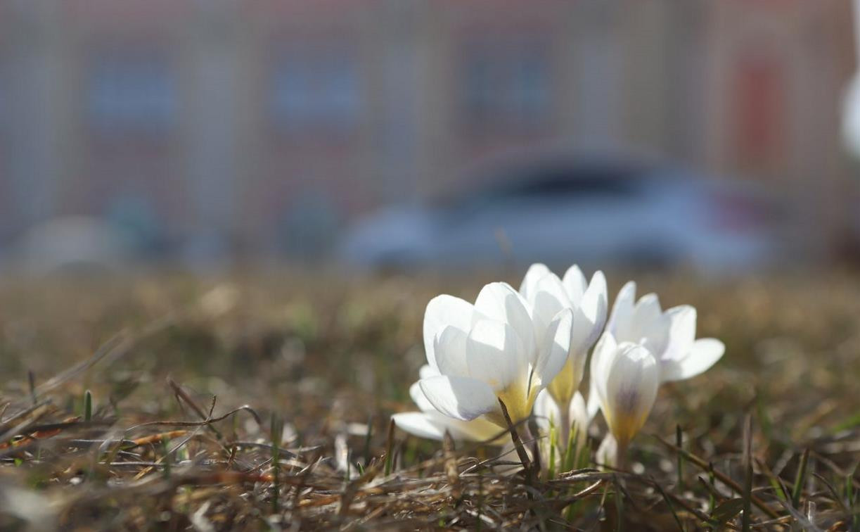 Погода 4 апреля: в Туле солнечно, но местами возможен снег