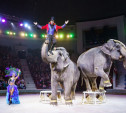 Премьера программы «Шоу слонов» в Тульском цирке: потрясающий калейдоскоп эмоций