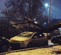 В Туле огромное дерево раздавило припаркованный Opel