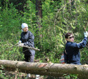 Музей-усадьба «Ясная Поляна» приглашает волонтеров восстановить леса