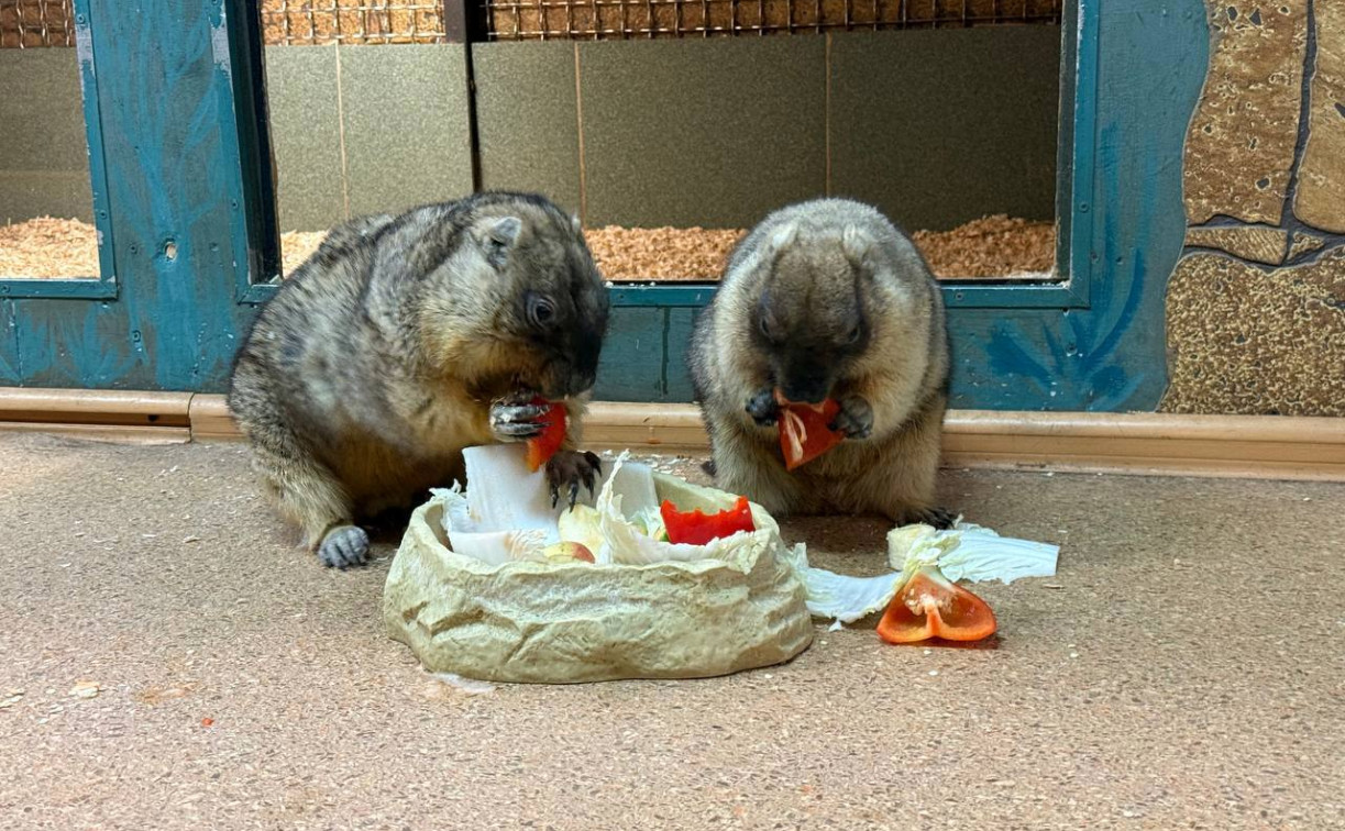 Весна будет ранней — тульские сурки дали прогноз