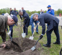 В Центральном парке высадили 30 кустов сирени 