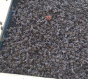 В Тульской области снова погибло больше миллиона пчел