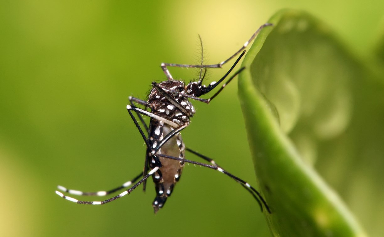 Опасные виды комаров принесли в Россию смертельные тропические лихорадки