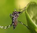 Опасные виды комаров принесли в Россию смертельные тропические лихорадки