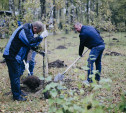 В Пролетарском парке Тулы высадили 100 саженцев дуба