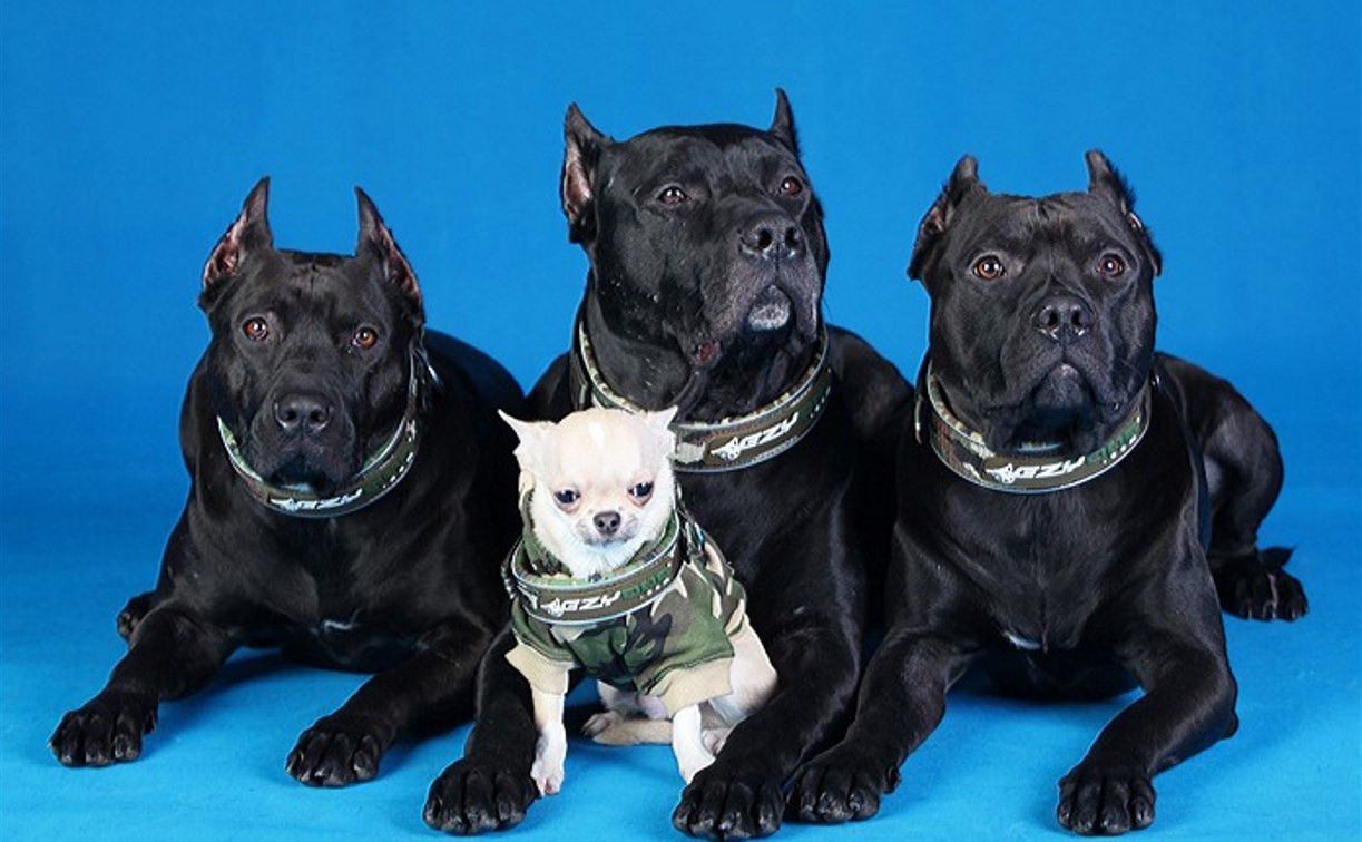 В Госдуме предложили ввести понятие «опасные породы собак»