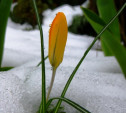Погода в Туле 13 марта: потепление, облачность и небольшой снег