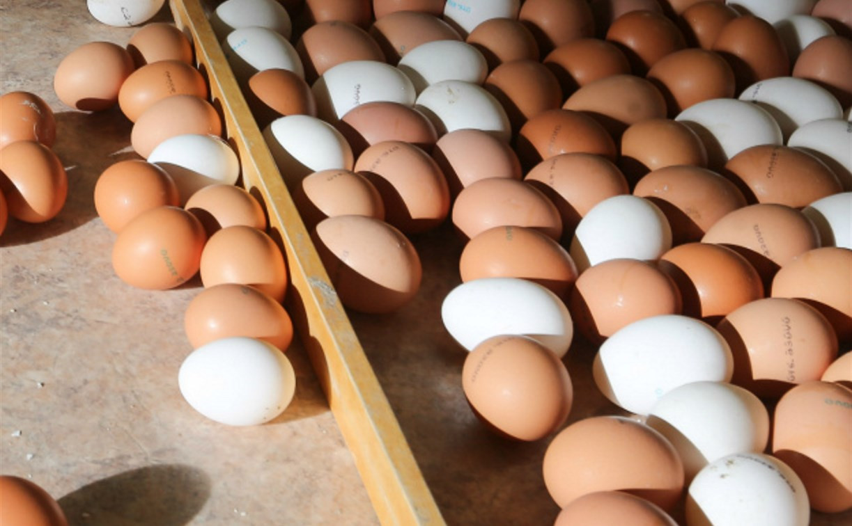 В Тульской области появится компания по переработке яиц
