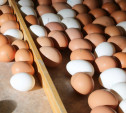 В Тульской области появится компания по переработке яиц