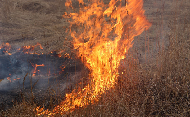 С 7 апреля в лесах Тульской области объявлен пожароопасный сезон