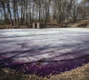Вода в Среднем пруду Ясной Поляны окрасилась в фиолетовый цвет