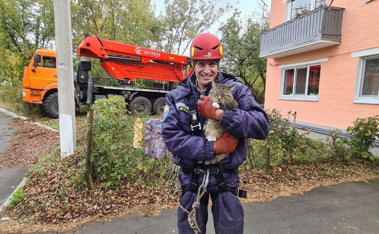 Кот неделю сидел на дереве в Плеханово: помогла городская служба спасения