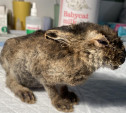 Тулячка спасла обгоревшего зайчонка: видео