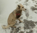 Около «Тулачермета» волонтёры нашли собаку с оторванной лапой