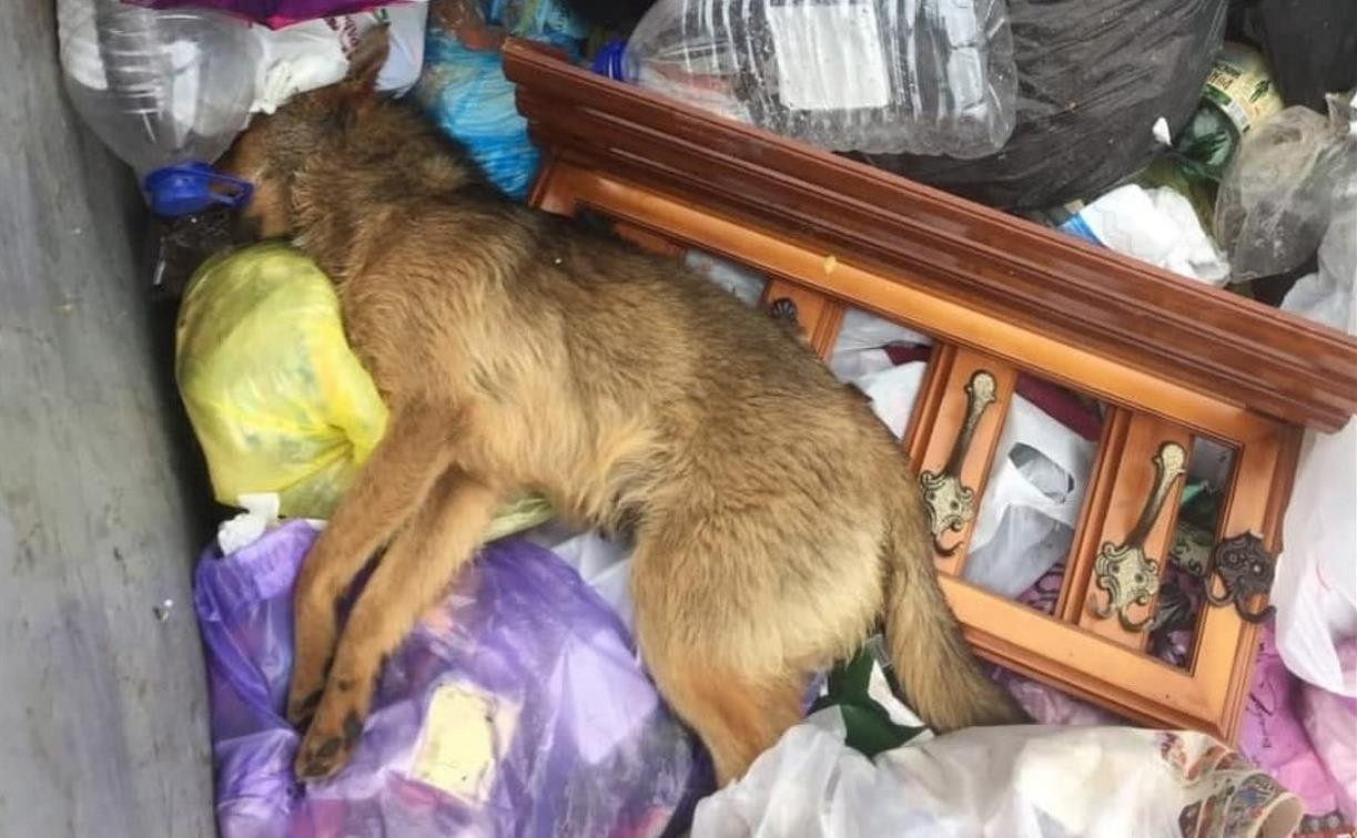 Соцсети: в Узловой догхантеры отравили собак и выкинули трупы в мусорку