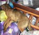 Соцсети: в Узловой догхантеры отравили собак и выкинули трупы в мусорку