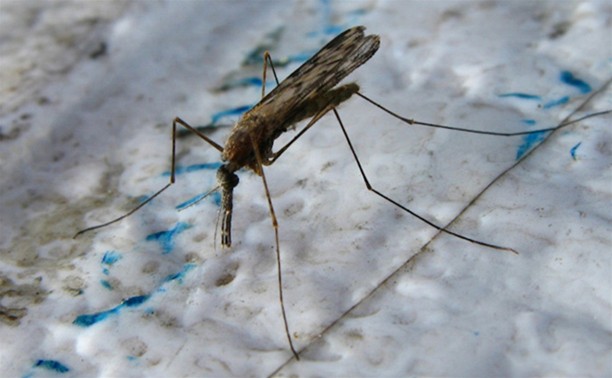 Малярийные комары атакуют туляков! 