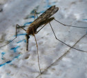 Малярийные комары атакуют туляков! 