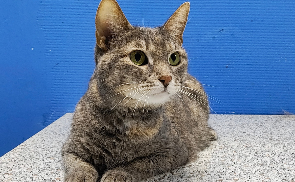 В День города в Туле пройдет выставка-пристройство животных «ДругБери»