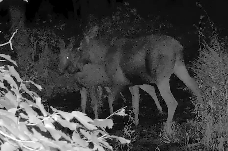 Туляки смогут наблюдать онлайн за жизнью зверей в нацпарке 