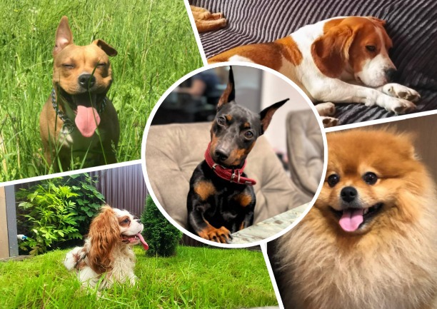 Международный день собак: читатели Myslo поделились фотографиями питомцев