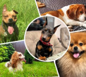 Международный день собак: читатели Myslo поделились фотографиями питомцев