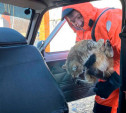 В Ефремове сотрудник МЧС помог женщине с котом выбраться из подтопленного дома