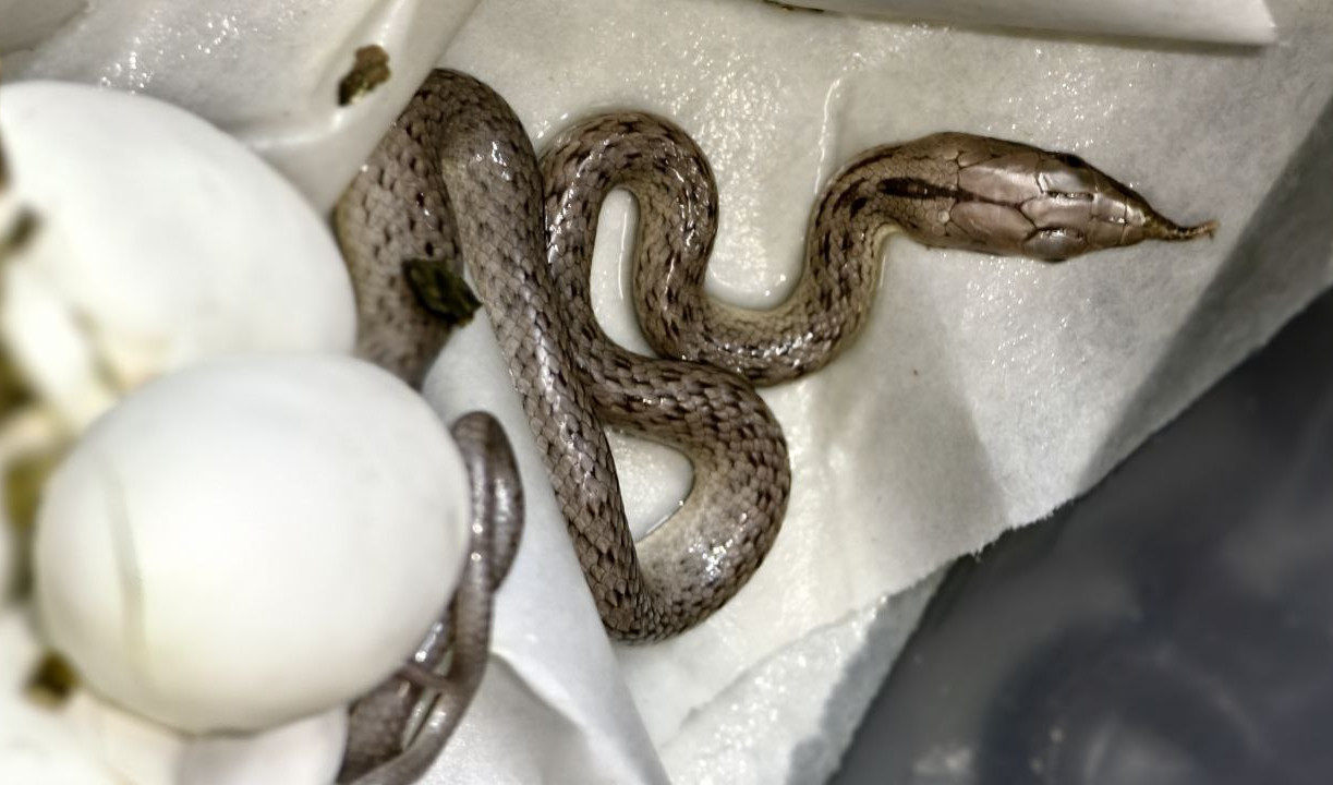 В Тульском экзотариуме родились длинноносые кустарниковые полозы