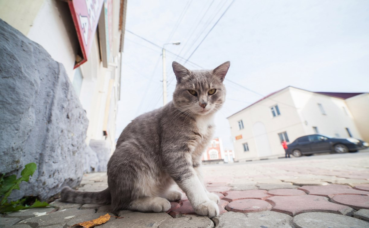 Коты с тульской пропиской: фоторепортаж