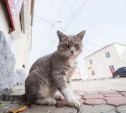 Коты с тульской пропиской: фоторепортаж
