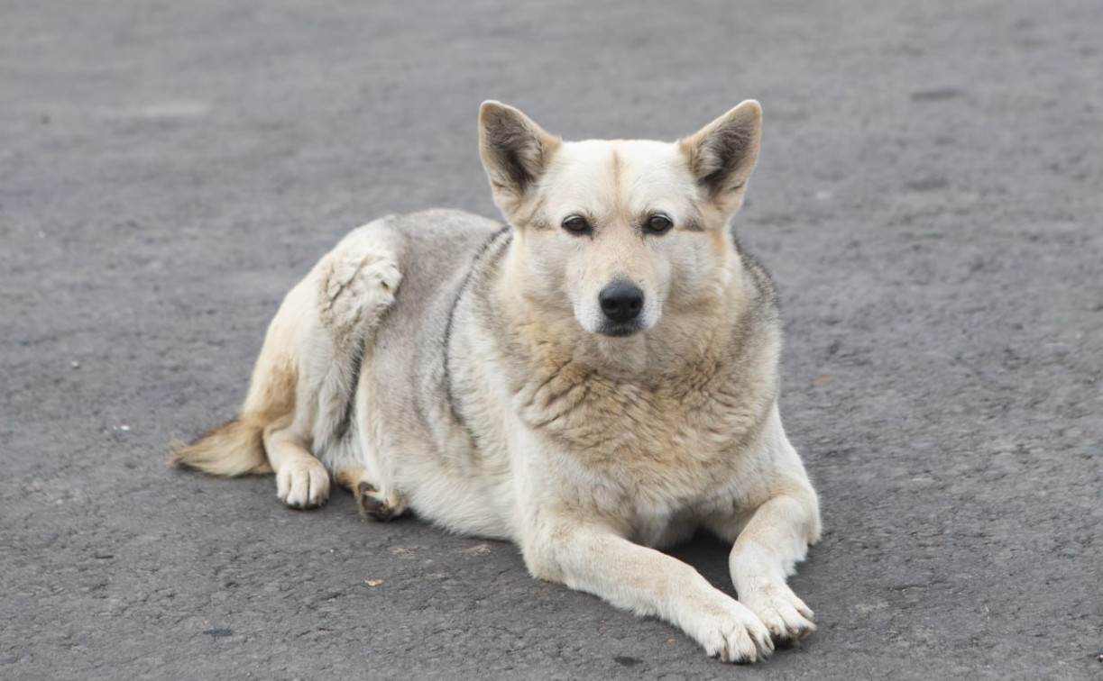 На содержание агрессивных собак в тульских приютах выделят 9 млн рублей
