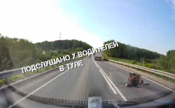ДТП с лосем на Калужском шоссе: животное погибло до приезда ветеринаров