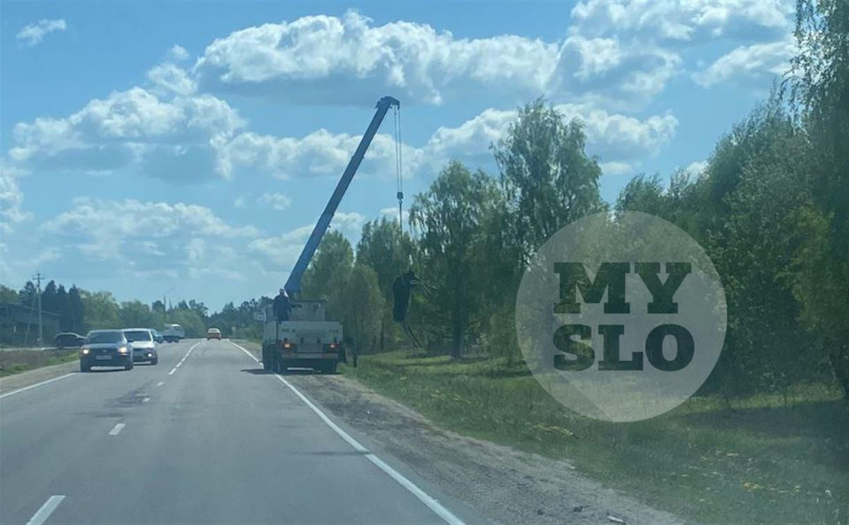 «Грузят лося манипулятором!»: тулячка стала свидетелем странной картины на Калужском шоссе