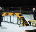 В Туле обустроят 5 новых площадок для выгула собак