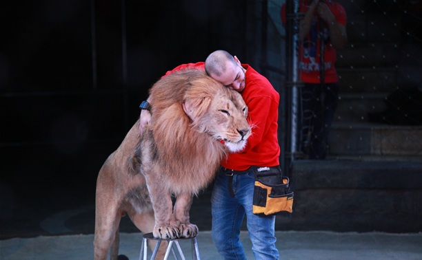 Египетский дрессировщик Хамада Кута: «Львы мне как дети!»